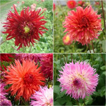 Colección de Dalias Fuego de Artificio