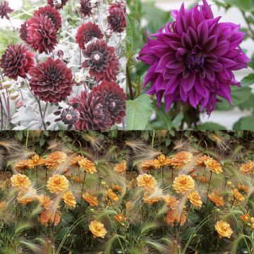Col Dahlias Contraste Luz-Sombra