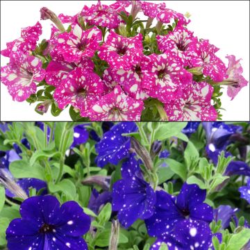Colección Dúo de petunias Night Sky y Royal Sky