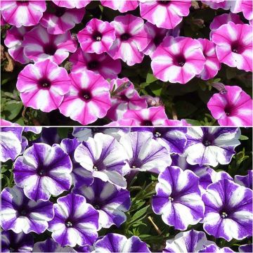 Colección Dúo de petunias estrelladas