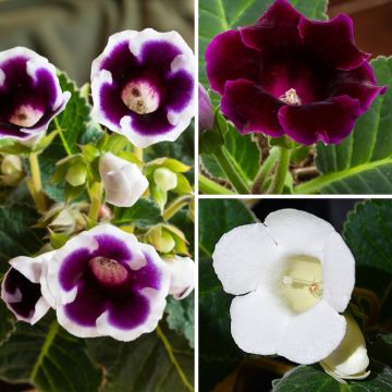 Colección Gloxinia violeta y blanco