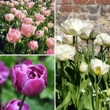 Armonía de Tulipanes Bellas de Mayo