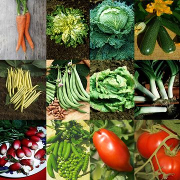 Colección Jardín productivo - 12 variedades de hortalizas de alto rendimiento