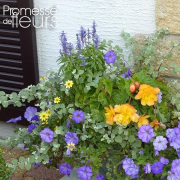 Colección Jardinera Ocre-Azul - 5 anuales con flores azules y ocres