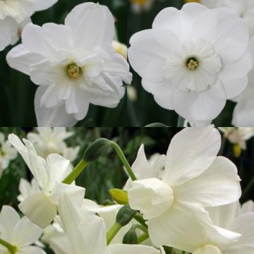 Colección de narcisos blancos