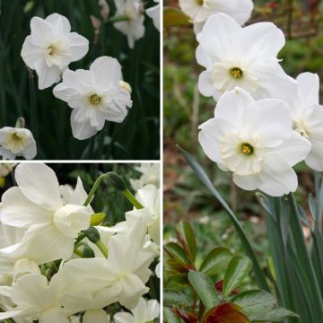Colección de narcisos blancos
