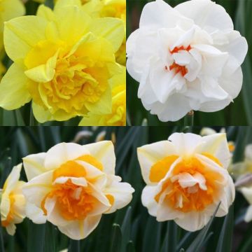 Colección de narcisos dobles