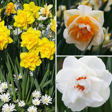 Colección de narcisos dobles