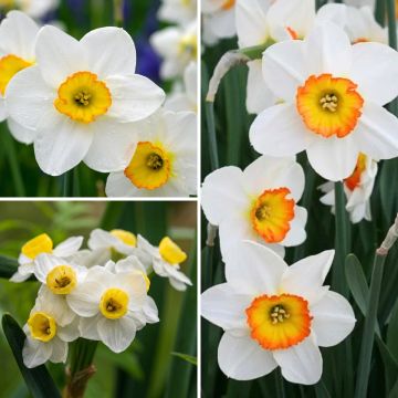 Colección de narcisos perfumados