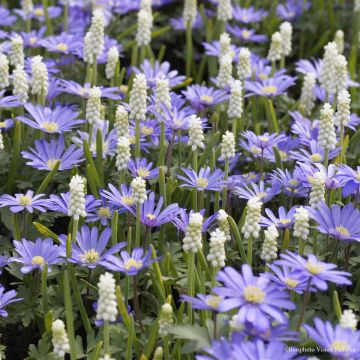 Colección Pequeños Bulbos de primavera Blanco/Azul
