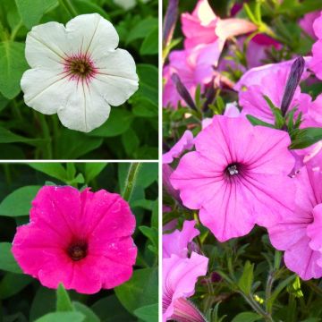Vistas de Petunias