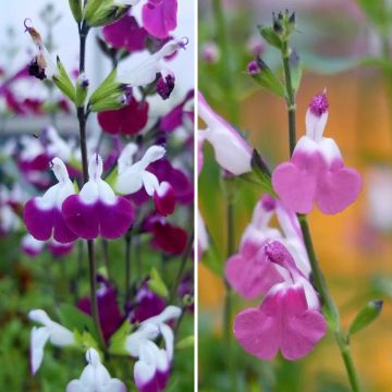 Colección salvia arbustiva Lips