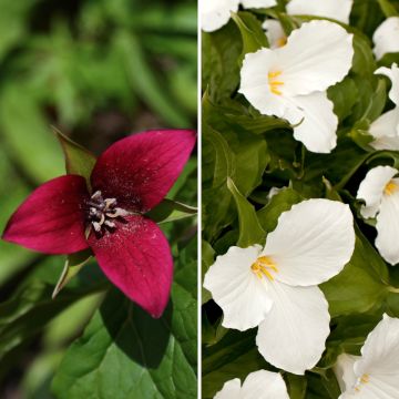 Colección 2 Trilliums
