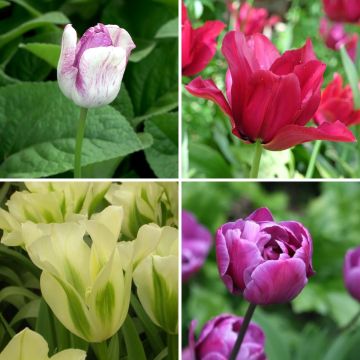 Colección Tulipanes bucólicos