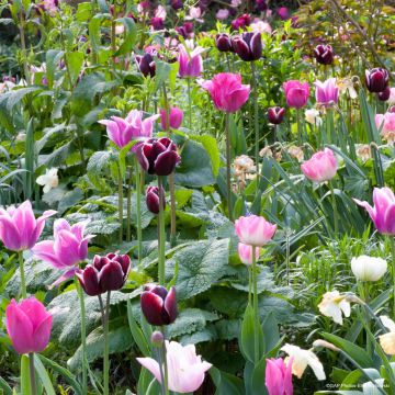 Colección de Tulipanes Naturales