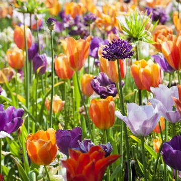Colección de Tulipanes Naranja-Violeta