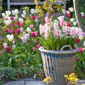 Colección Tulipanes Románticos