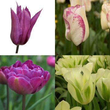 Colección Tulipanes bucólicos