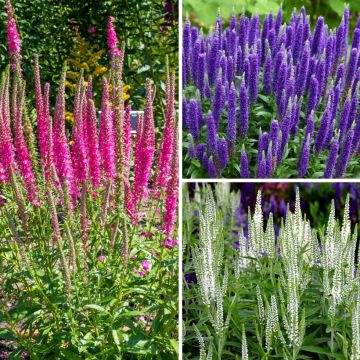 Colección de Verónicas en espiga - Veronica spicata