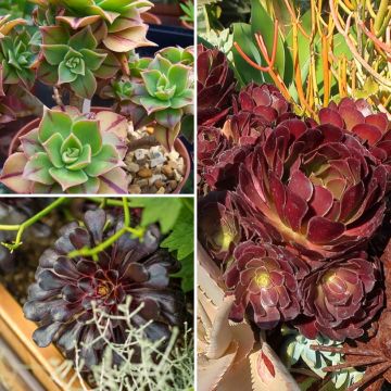 Colección Aeoniums