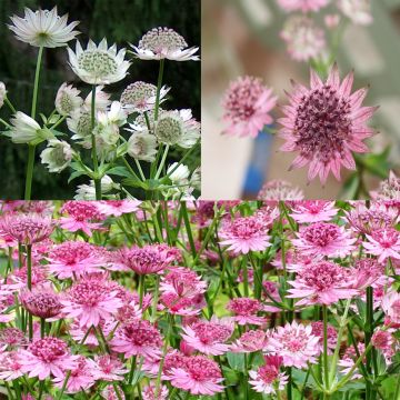 Colección de 3 Astrantia major