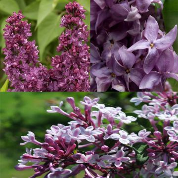 Colección de 3 lilas perfumadas