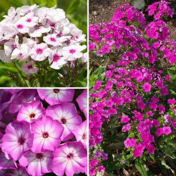 Conjunto de 3 Phlox paniculata enanos