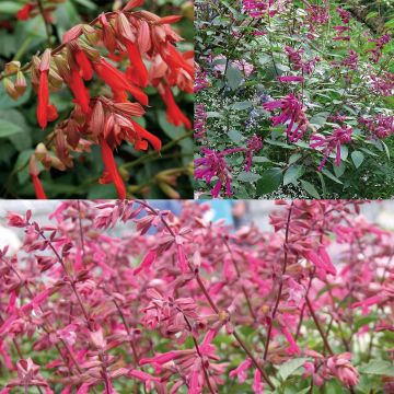 Conjunto de 3 Salvia híbrida Wish