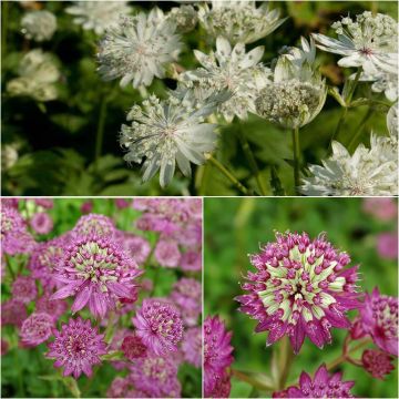 Colección de 3 astrantias Star - Astrantia major