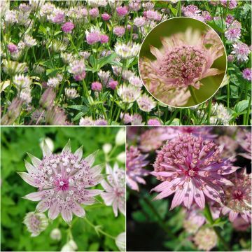 Colección de 3 astrantias rosas - Astrantia major