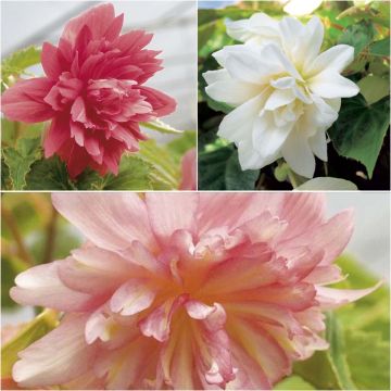 Colección de 3 begonias colgantes Belleconia