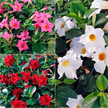 Colección de 3 Dipladenia Diamantina Jade