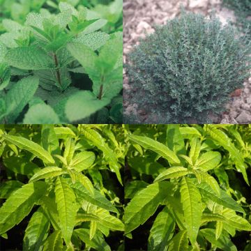 Conjunto de 3 hierbas para tés e infusiones en plantas