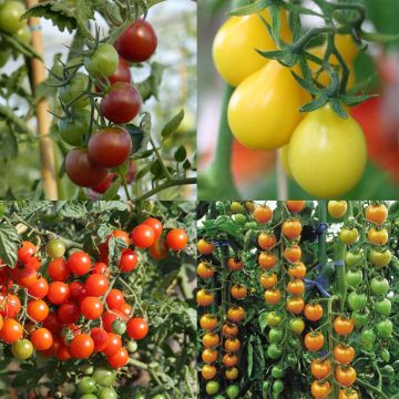 Conjunto de 4 tomates aperitivo - Tomate cherri y cóctel