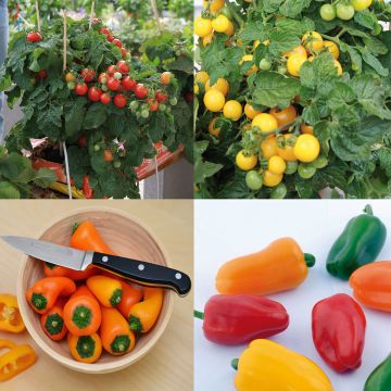 Conjunto de 5 plantas de tomates y pimientos para balcones