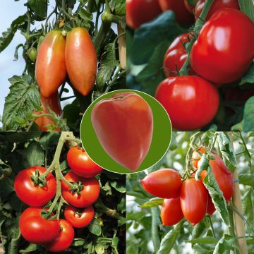 Conjunto de 5 tomates en plantas INJERTADAS