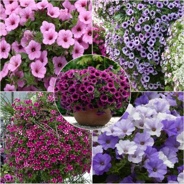 Colección de nuestros 5 mejores petunias colgantes