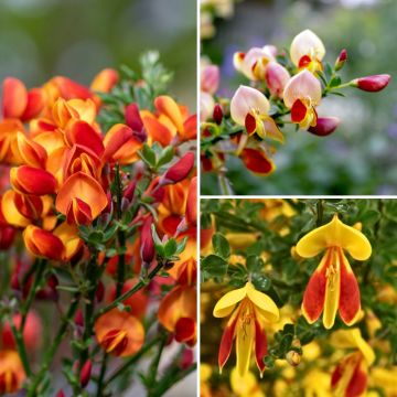 Colección de Retamas - Cytisus scoparius