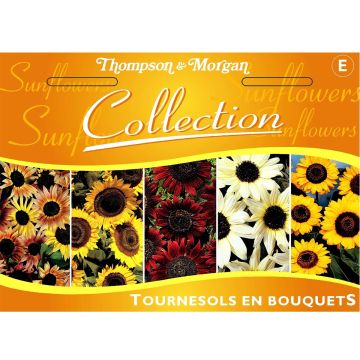 Girasol Mix