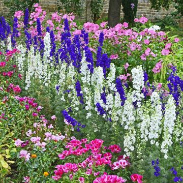 Semillas para Cuello de Jardinero