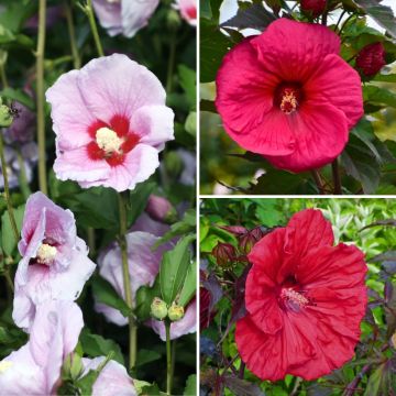 Colección Hibiscus palustre