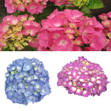 Colección de Hortensias clásicas