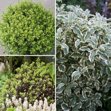 Colección Pittosporums tenuifoliums