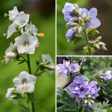 Colección Polemonium