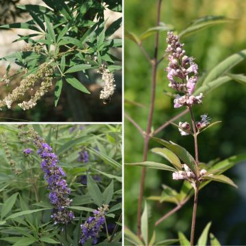Colección de Sauzgatillos - Vitex agnus-castus para macizo mediterráneo