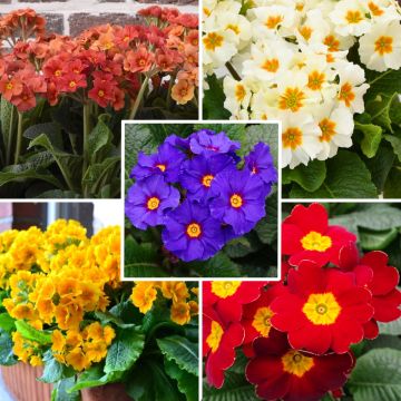Colección Prímulas de bosque - Primula Elatior