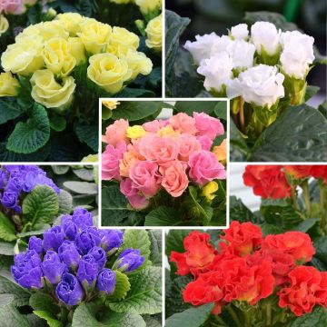 Colección Prímulas Rosebud F1 - Primula acaulis