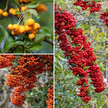 Colección de Pyracantha para seto defensivo