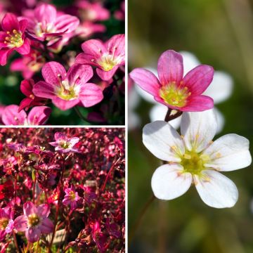 Colección de Saxifraga musgo