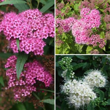 Colección de Spiraea japonica